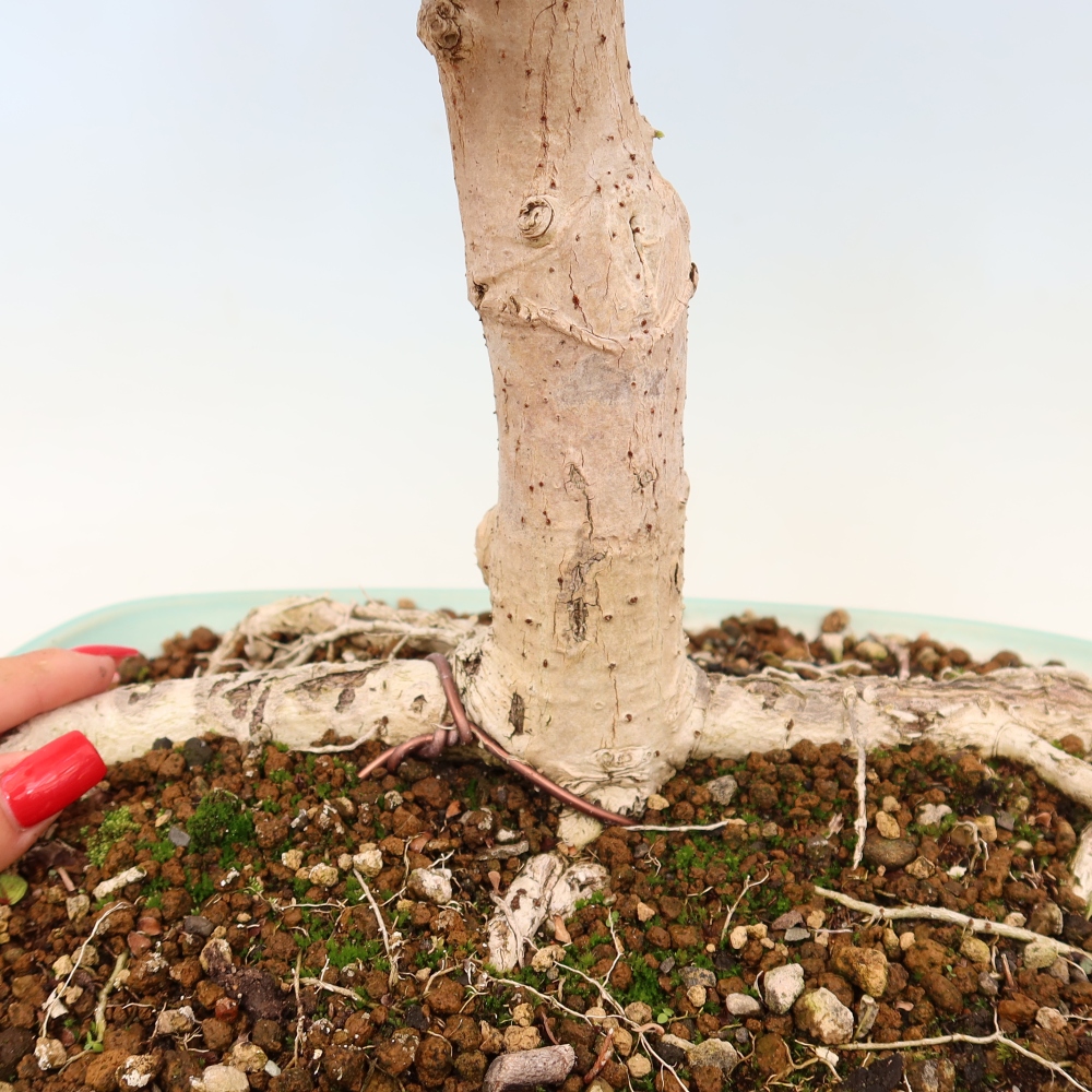 Pokojová bonsai - Hibiscus tiliaceus - Ibišek lípovitý, morský