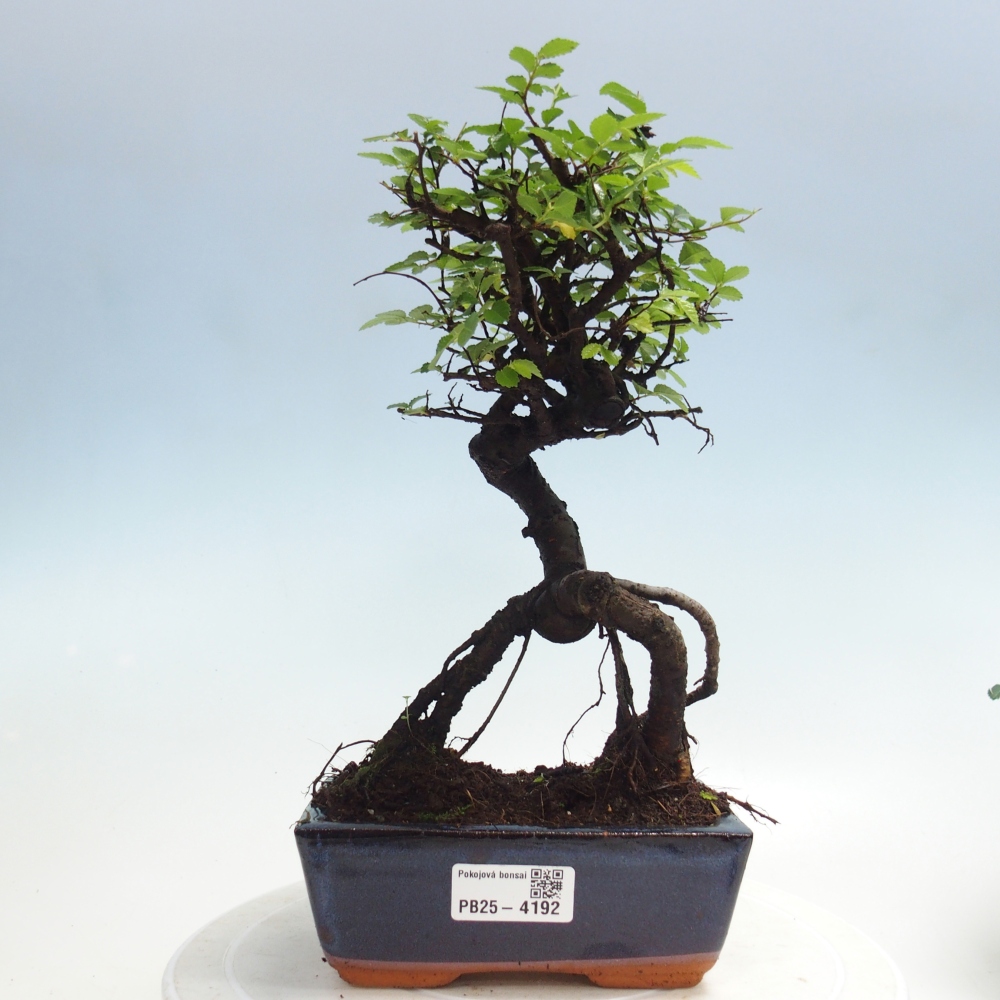 Pokojová bonsai - Ulmus parvifolia - Malolistý jilm