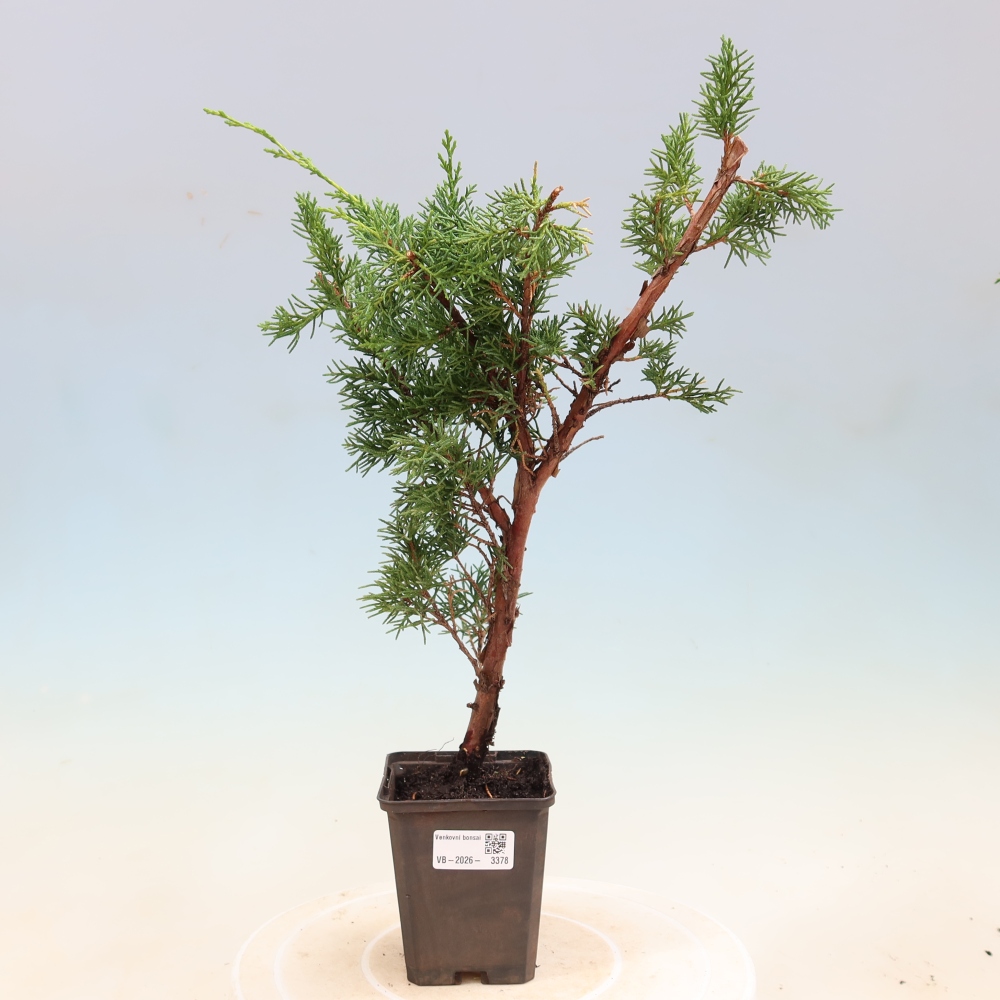 Venkovní bonsai - Juniperus chinensis Kishu -Jalovec čínský