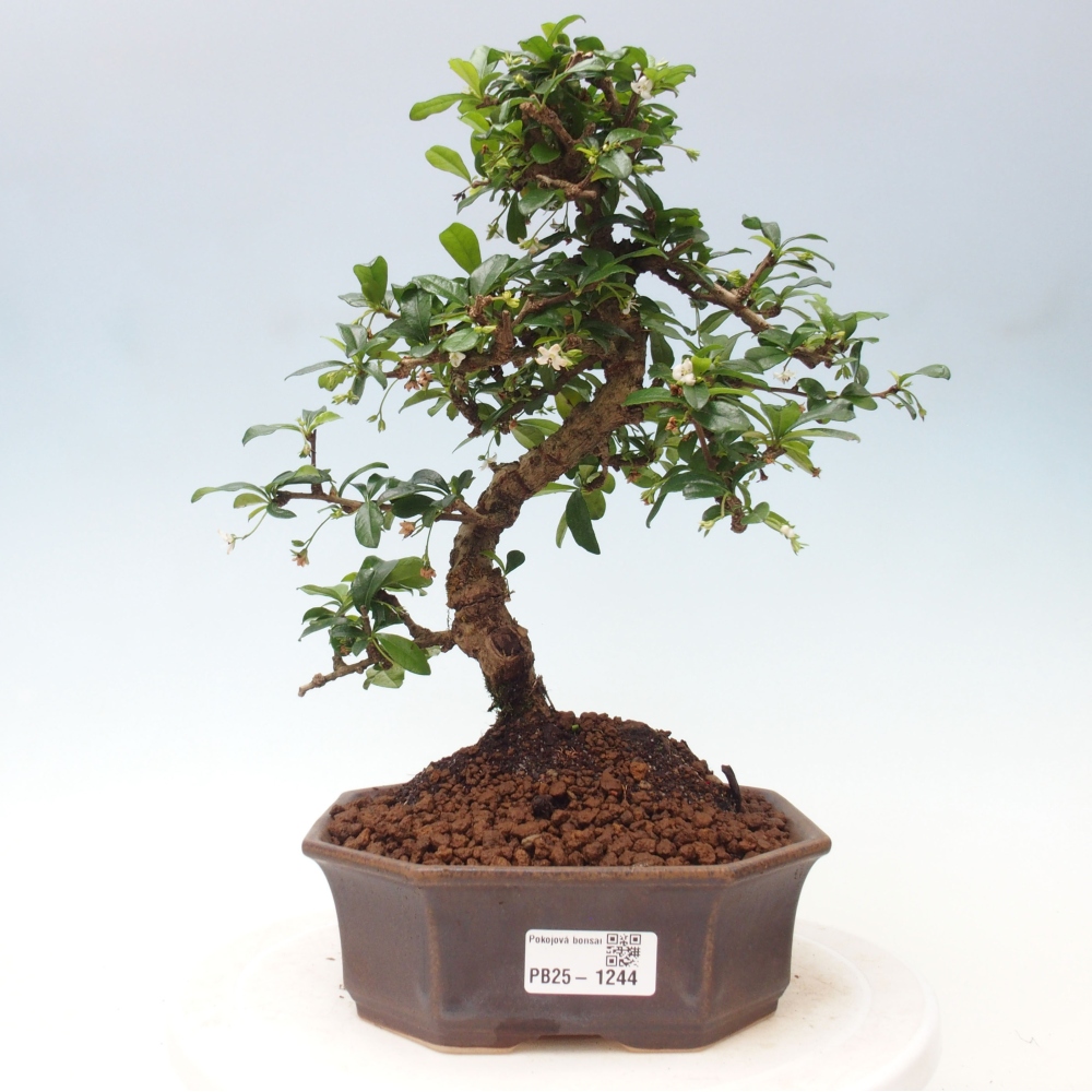 Pokojová bonsai - Carmona macrophylla - Čaj fuki