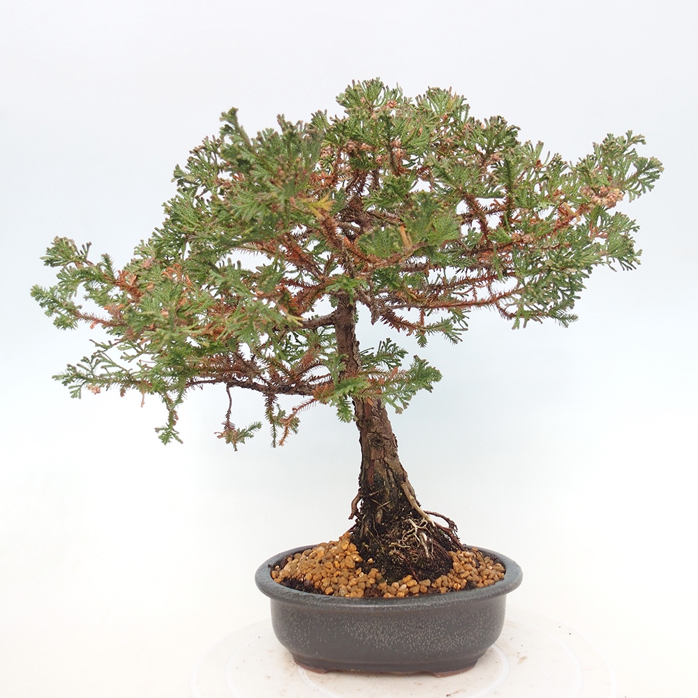 Venkovní bonsai - Chamaecyparis thyoides - Cypřišek zeravovitý