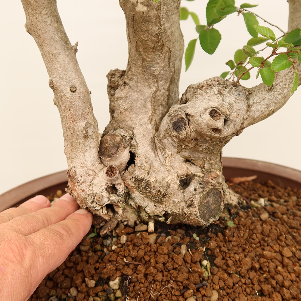 Venkovní bonsai -Carpinus Coreana - Habr korejský