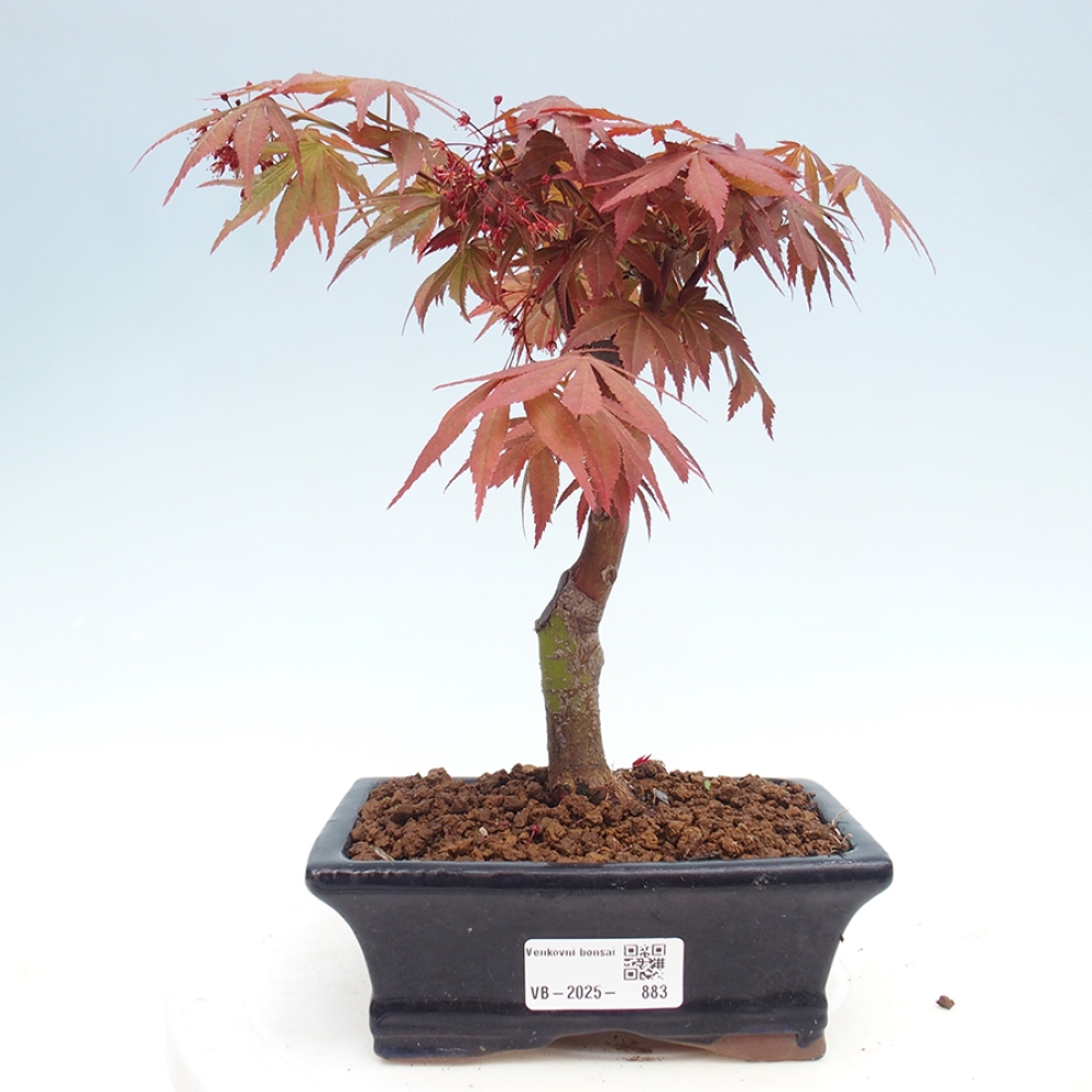 Venkovní bonsai - Acer palm. Atropurpureum-Javor dlanitolistý