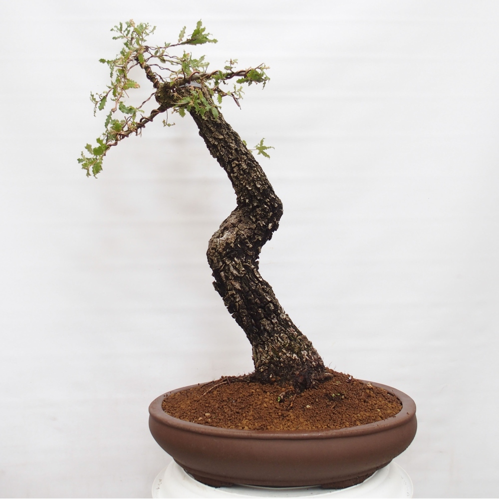 Yamadori - Quercus Ilex -Dub cesmínovitý