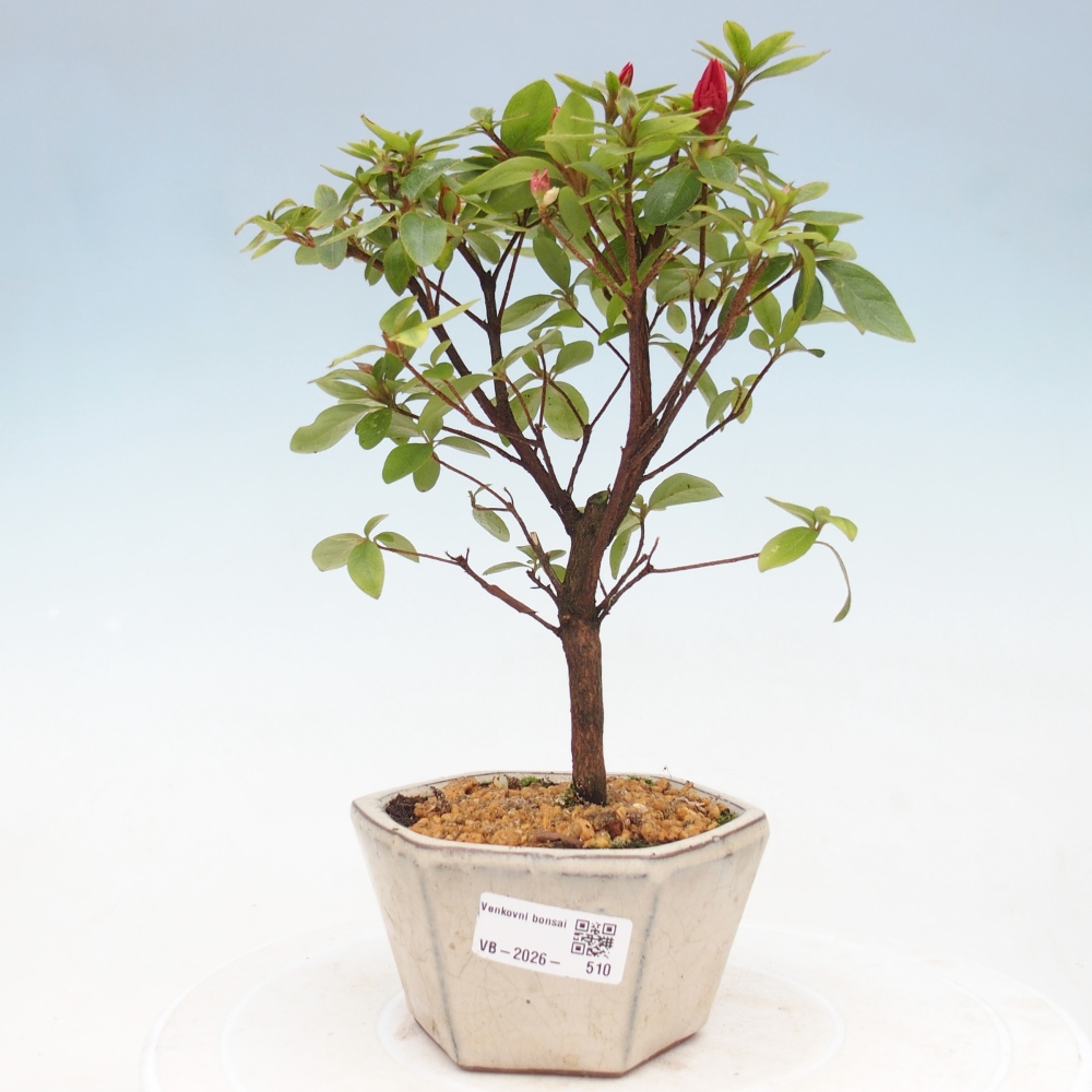 Venkovní bonsai - Japonská azalka - Azalea sp.