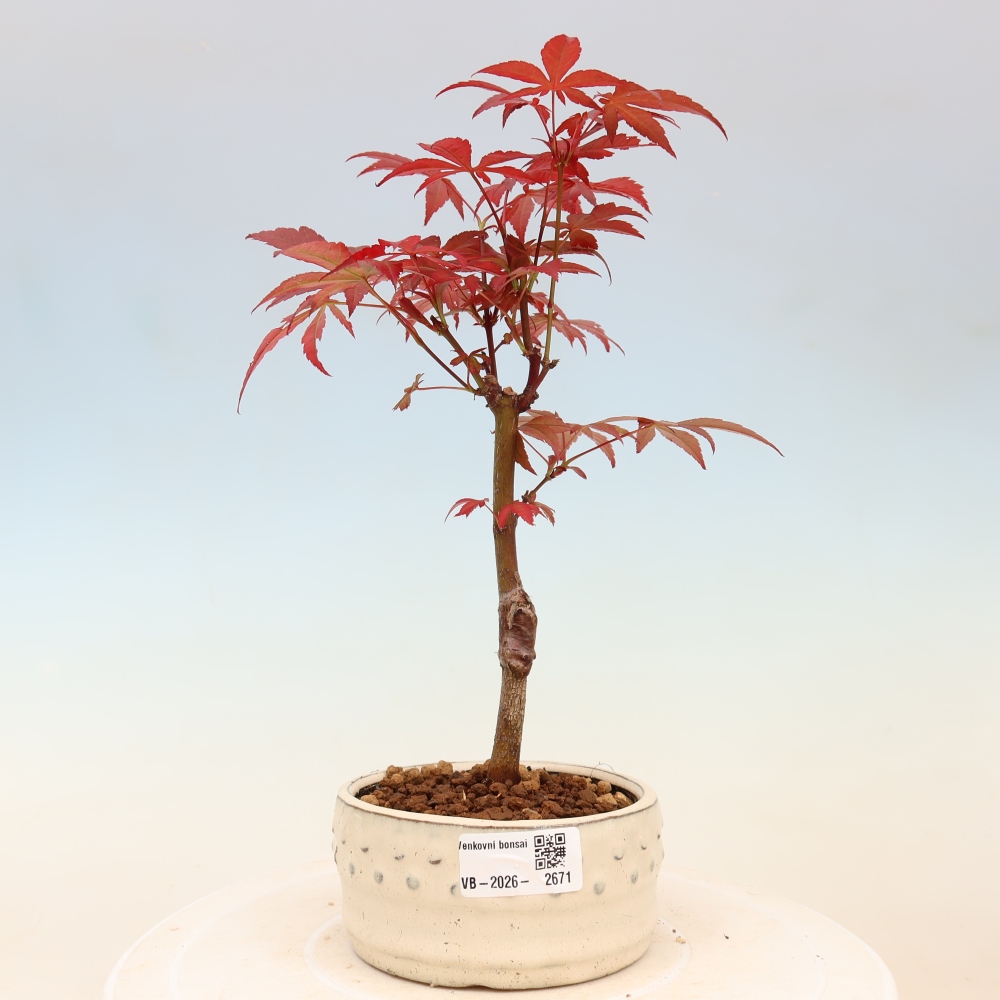 Venkovní bonsai - Acer palm. Atropurpureum-Javor dlanitolistý