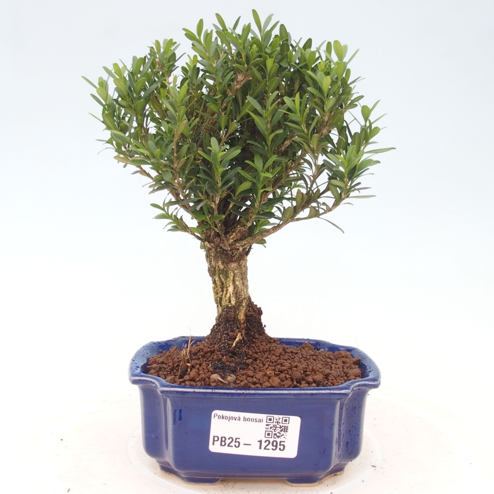 Pokojová bonsai - Buxus harlandii - korkový buxus