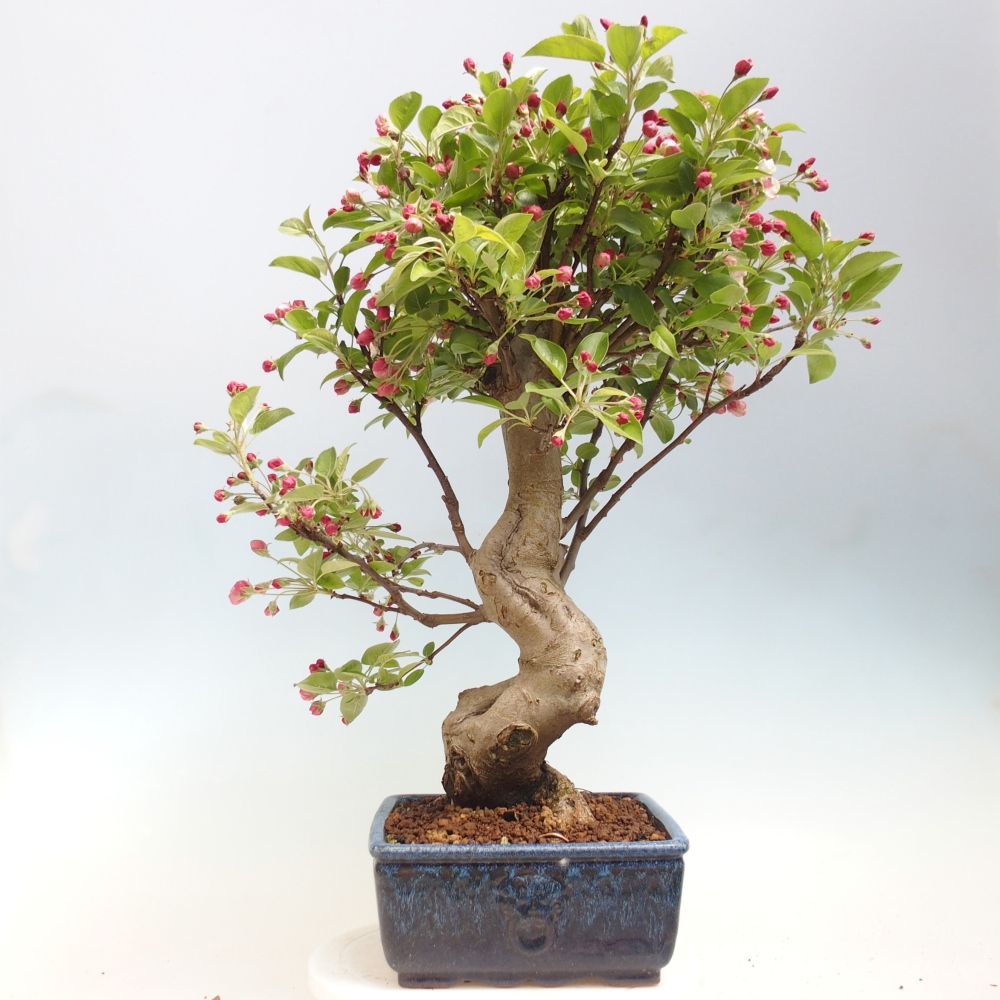 Venkovní bonsai -Malus halliana - Maloplodá jabloň