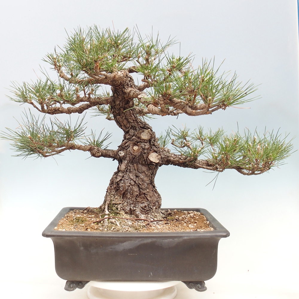 Venkovní bonsai - Pinus thunbergii - Borovice thunbergova
