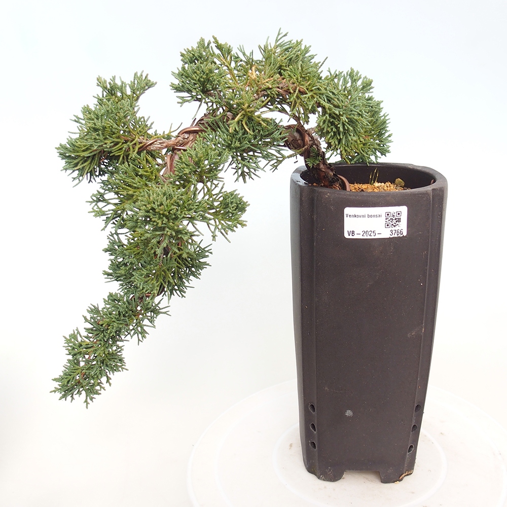 Venkovní bonsai - Juniperus chinensis Kishu -Jalovec čínský
