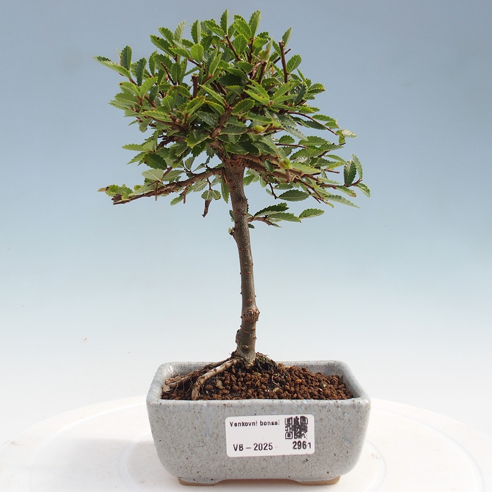 Venkovní bonsai - Ulmus parvifolia Sagei - Malolistý jilm