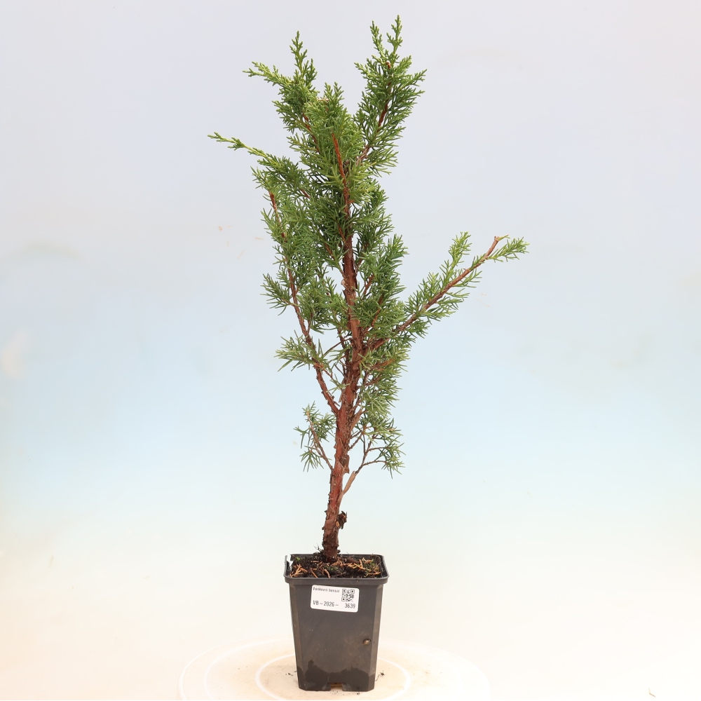 Venkovní bonsai - Juniperus chinensis Kishu -Jalovec čínský
