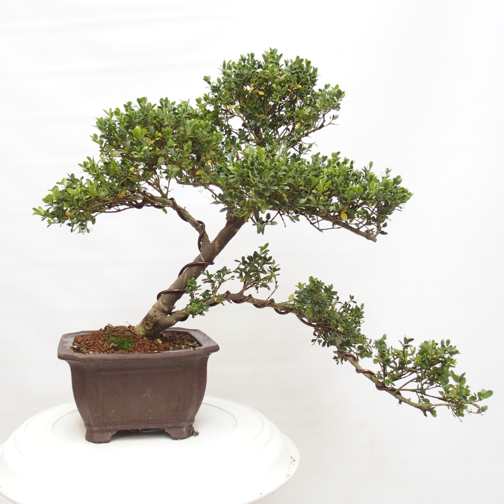 Pokojová bonsai - Ilex crenata - Cesmína