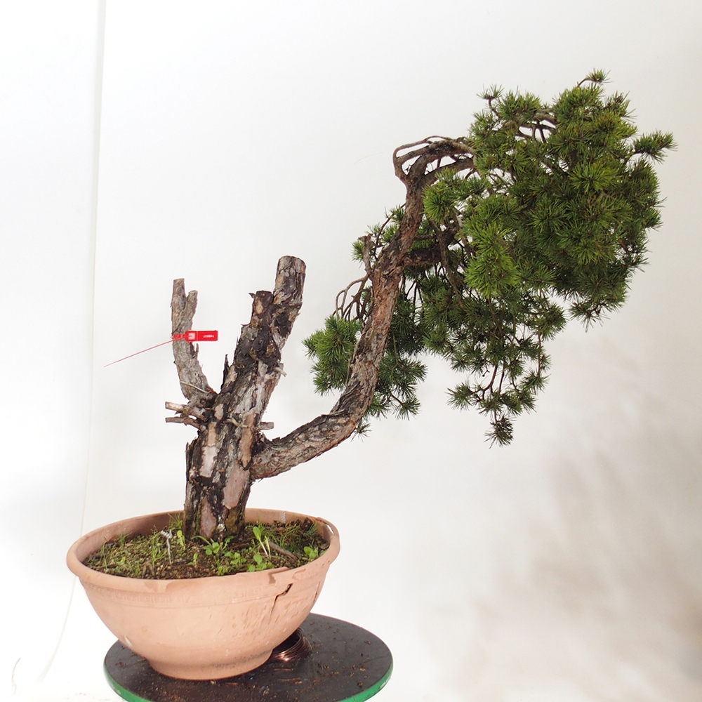 Yamadori - Pinus sylvestris Španělsko