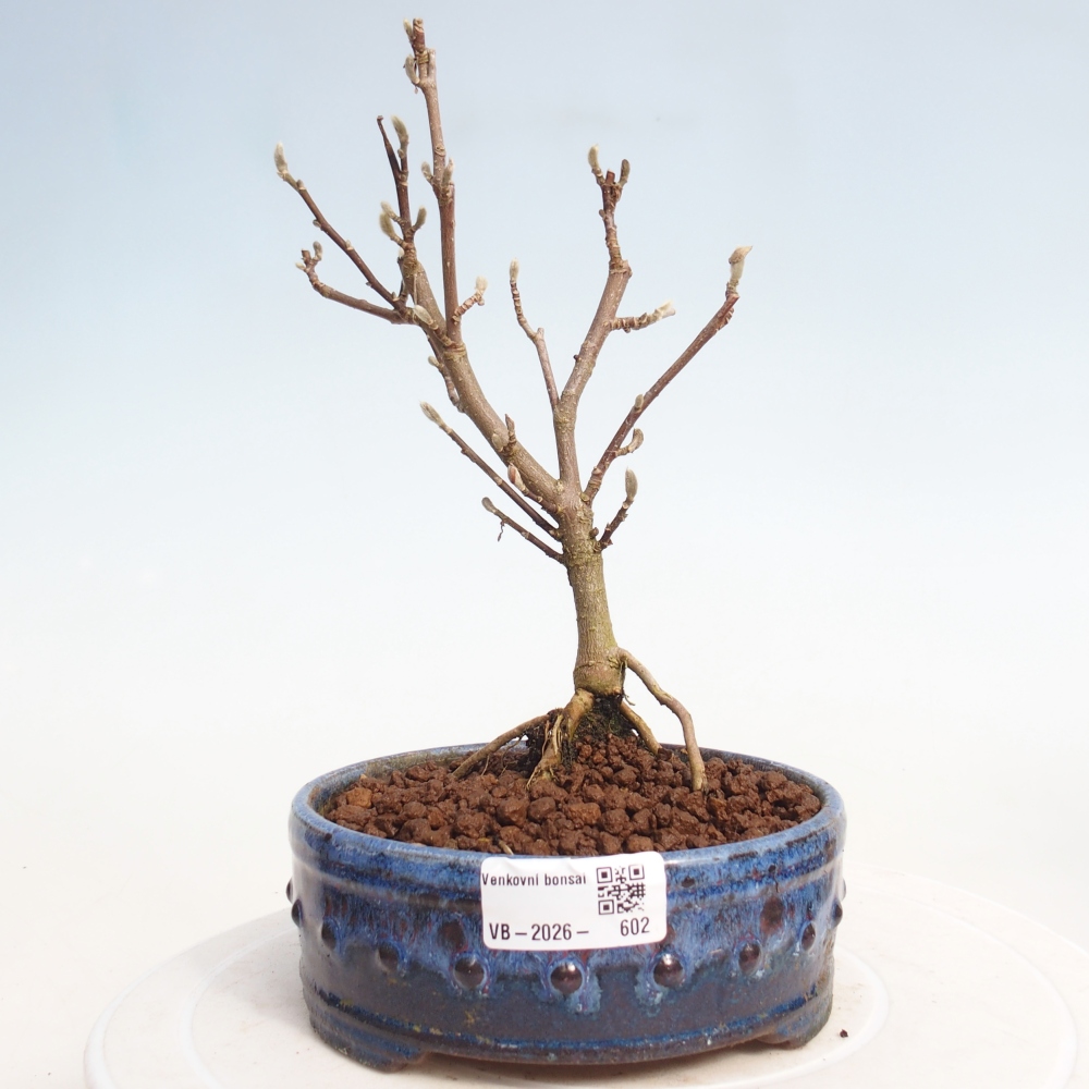 Venkovní bonsai - Magnolia stellata  -  Šácholán hvězdokvětý