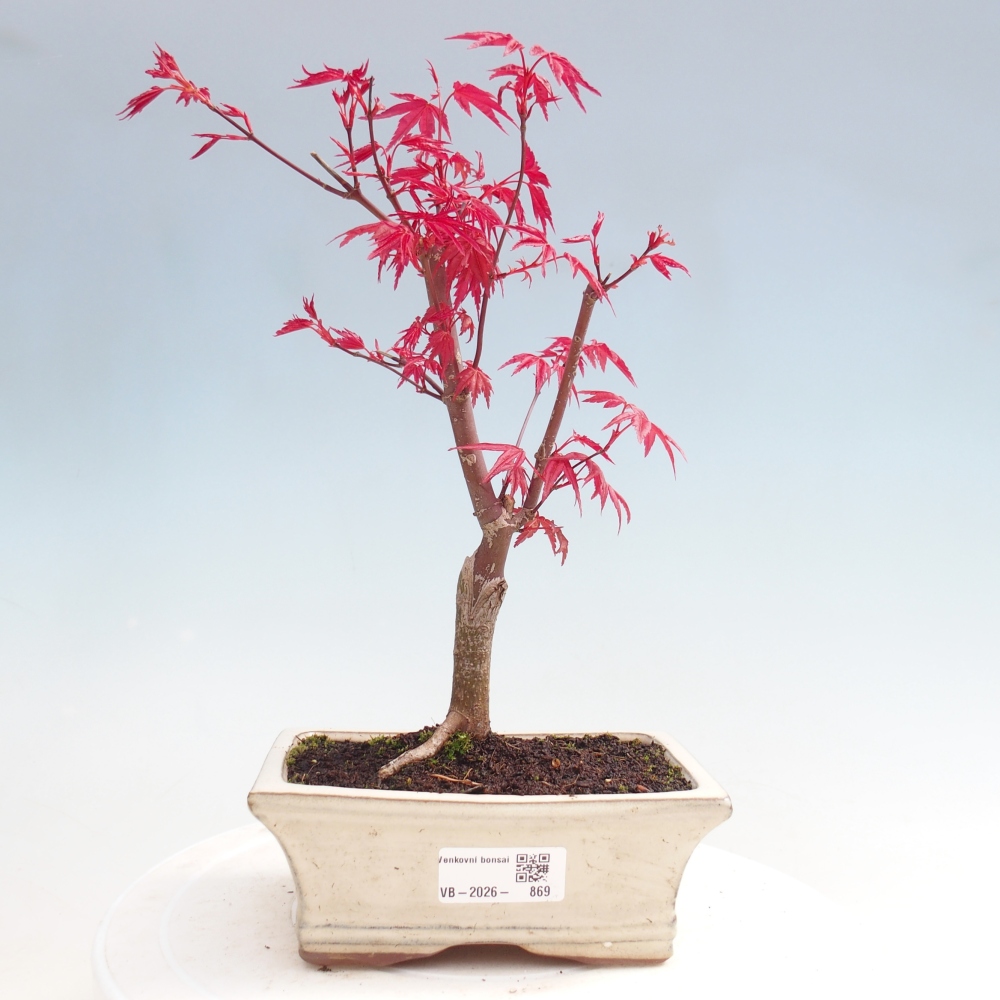 Venkovní bonsai - Javor dlanitolistý - Acer palmatum DESHOJO