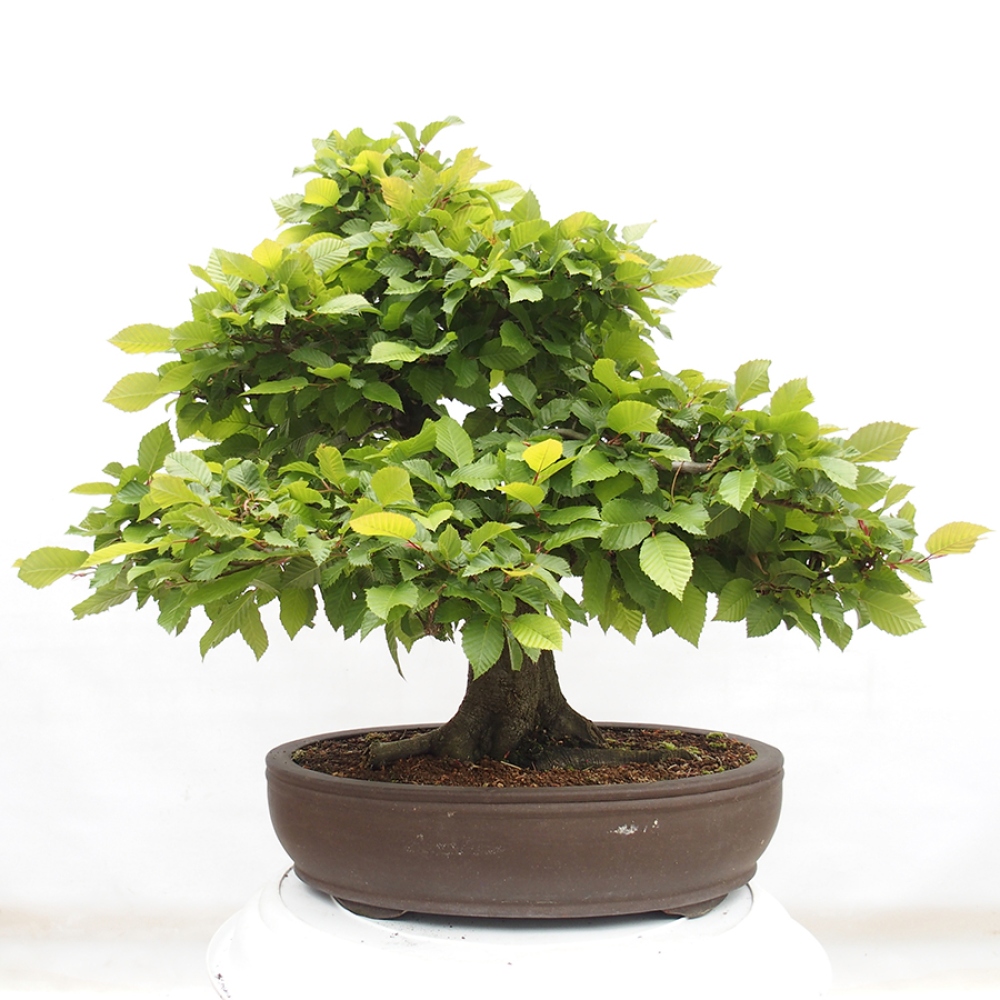 Venkovní bonsai - Habr obecný - Carpinus betulus