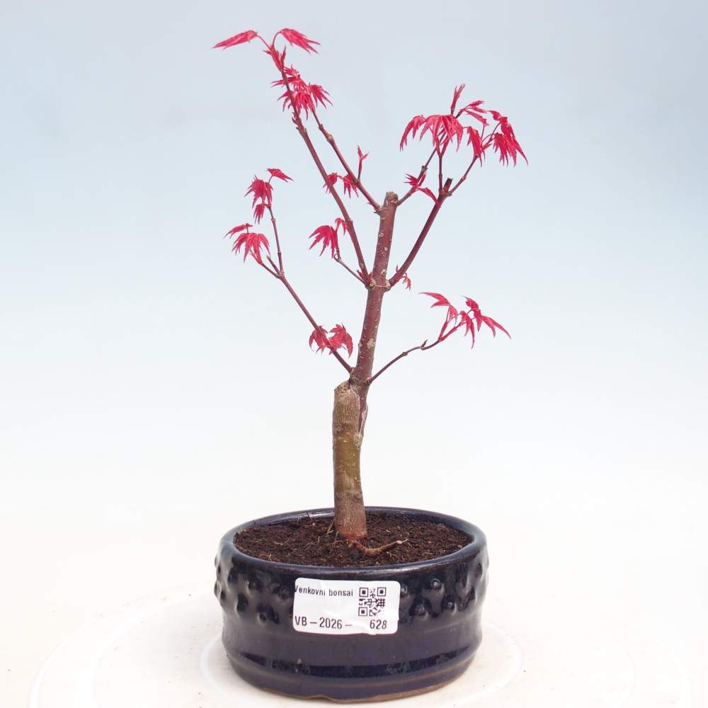 Venkovní bonsai - Javor dlanitolistý - Acer palmatum DESHOJO