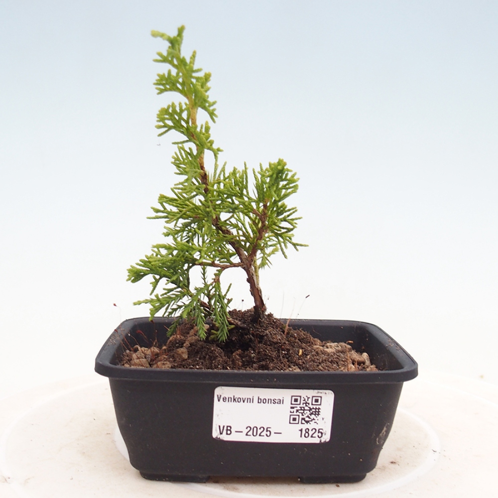 Venkovní bonsai - Juniperus chinensis Itoigawa -Jalovec čínský