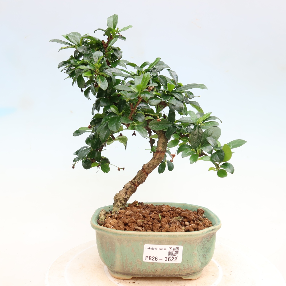 Pokojová bonsai - Carmona macrophylla - Čaj fuki