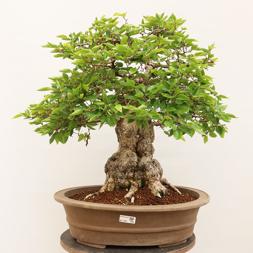 Venkovní bonsai -Carpinus Coreana - Habr korejský