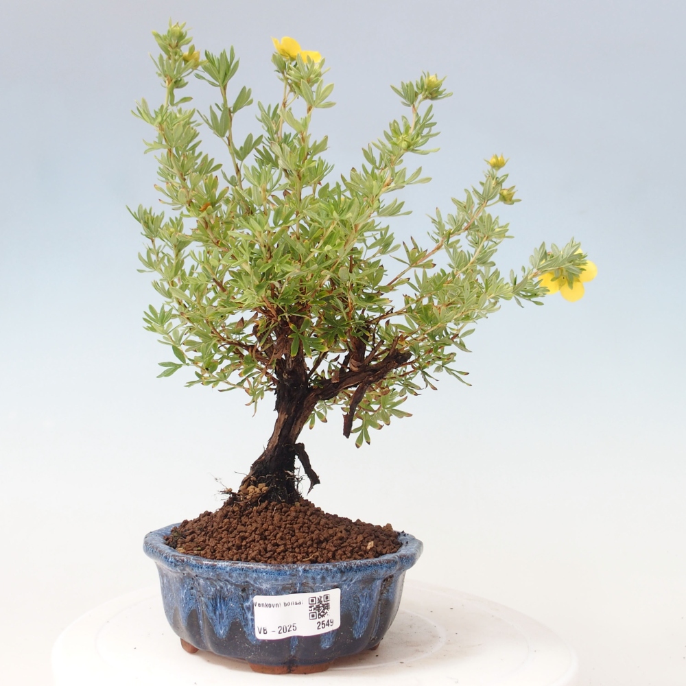 Venkovní bonsai-Mochna křovitá - potentila fruticosa yellow Bird