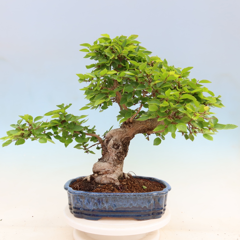 Venkovní bonsai -Carpinus Coreana - Habr korejský