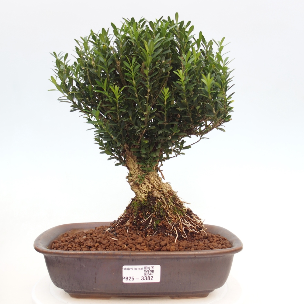 Pokojová bonsai - Buxus harlandii -korkový buxus