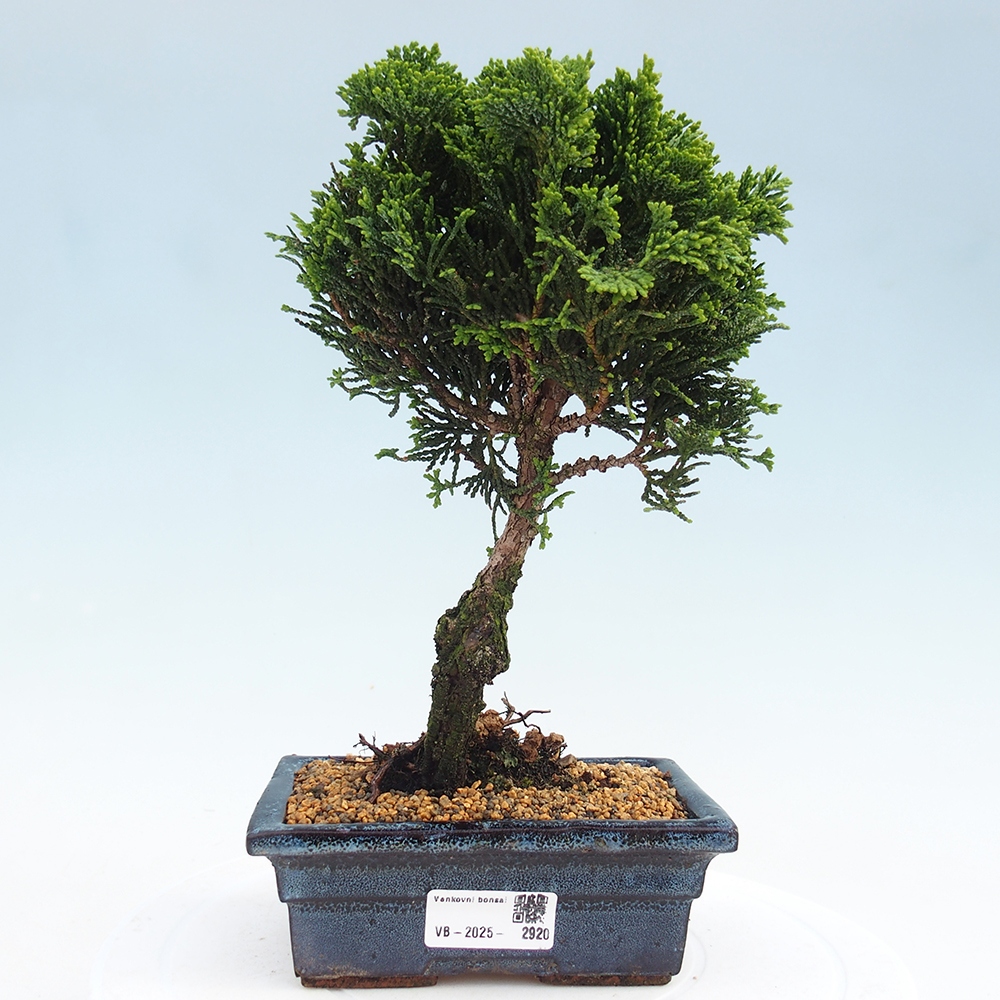 Venkovní bonsai - Cham.pis obtusa Nana Gracilis - Cypřišek
