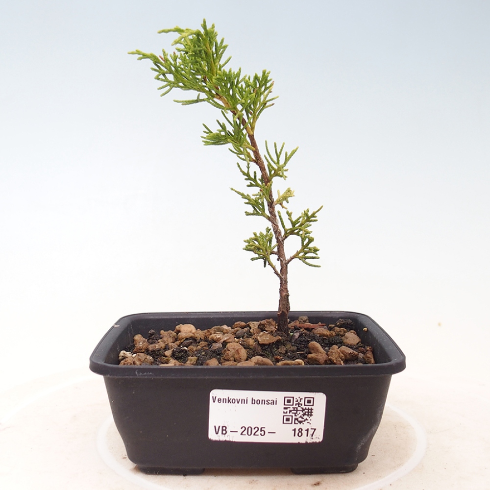 Venkovní bonsai - Juniperus chinensis Itoigawa -Jalovec čínský