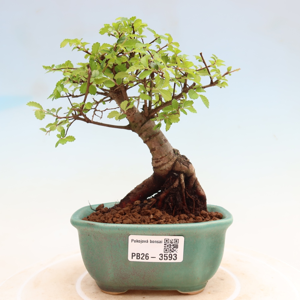 Pokojová bonsai - Ulmus parvifolia - Malolistý jilm
