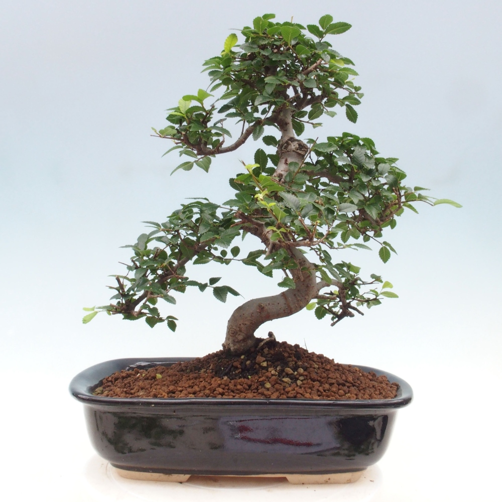 Pokojová bonsai - Ulmus parvifolia - Malolistý jilm
