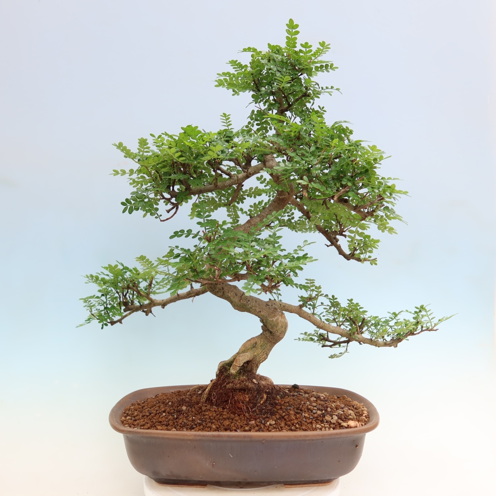 Pokojová bonsai - Zantoxylum piperitum - pepřovník