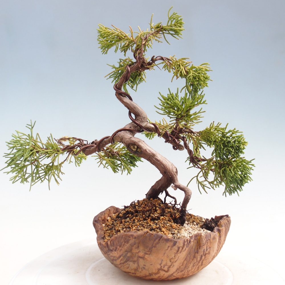 Venkovní bonsai - Juniperus chinensis Kishu -Jalovec čínský