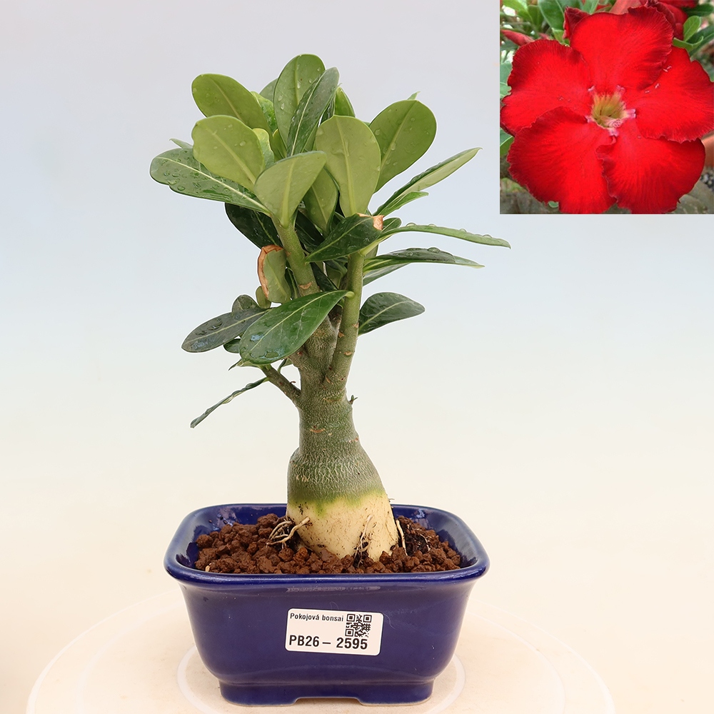 Pokojová bonsai - Adenium obesum Red Star - Pouštní růže