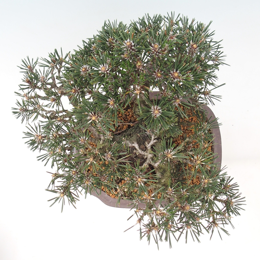 Venkovní bonsai - Pinus thunbergii Kotobuki - Borovice thunbergova
