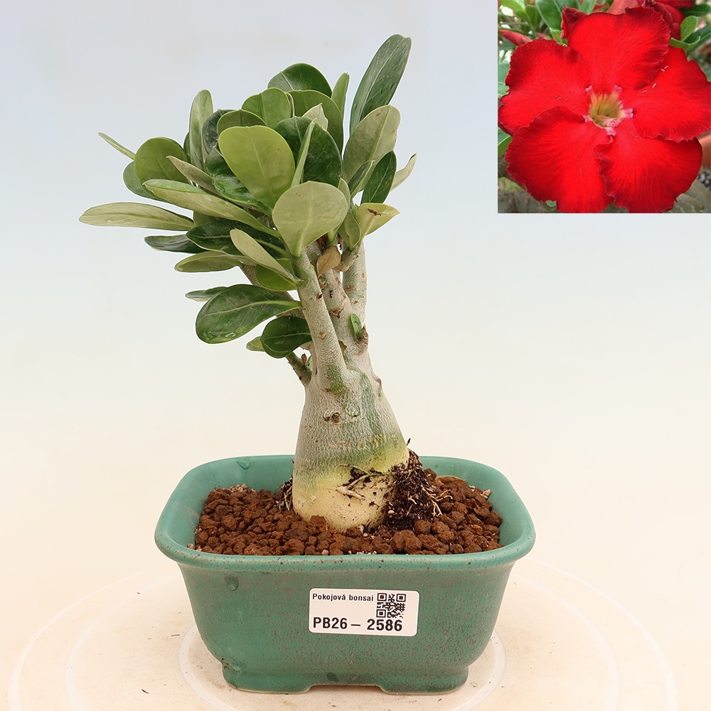 Pokojová bonsai - Adenium obesum Red Star - Pouštní růže
