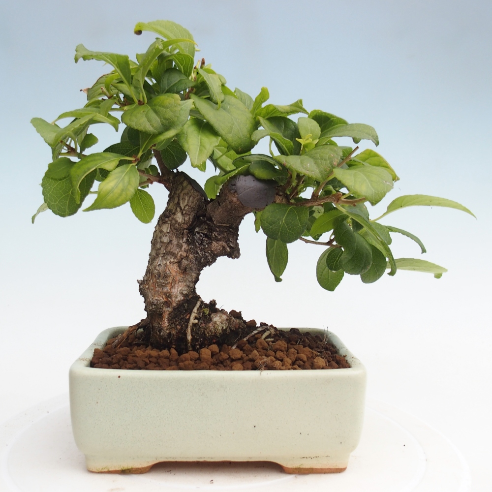 Venkovní bonsai - Celastrus  orbiculatus - Jesenec okrouhlolistý