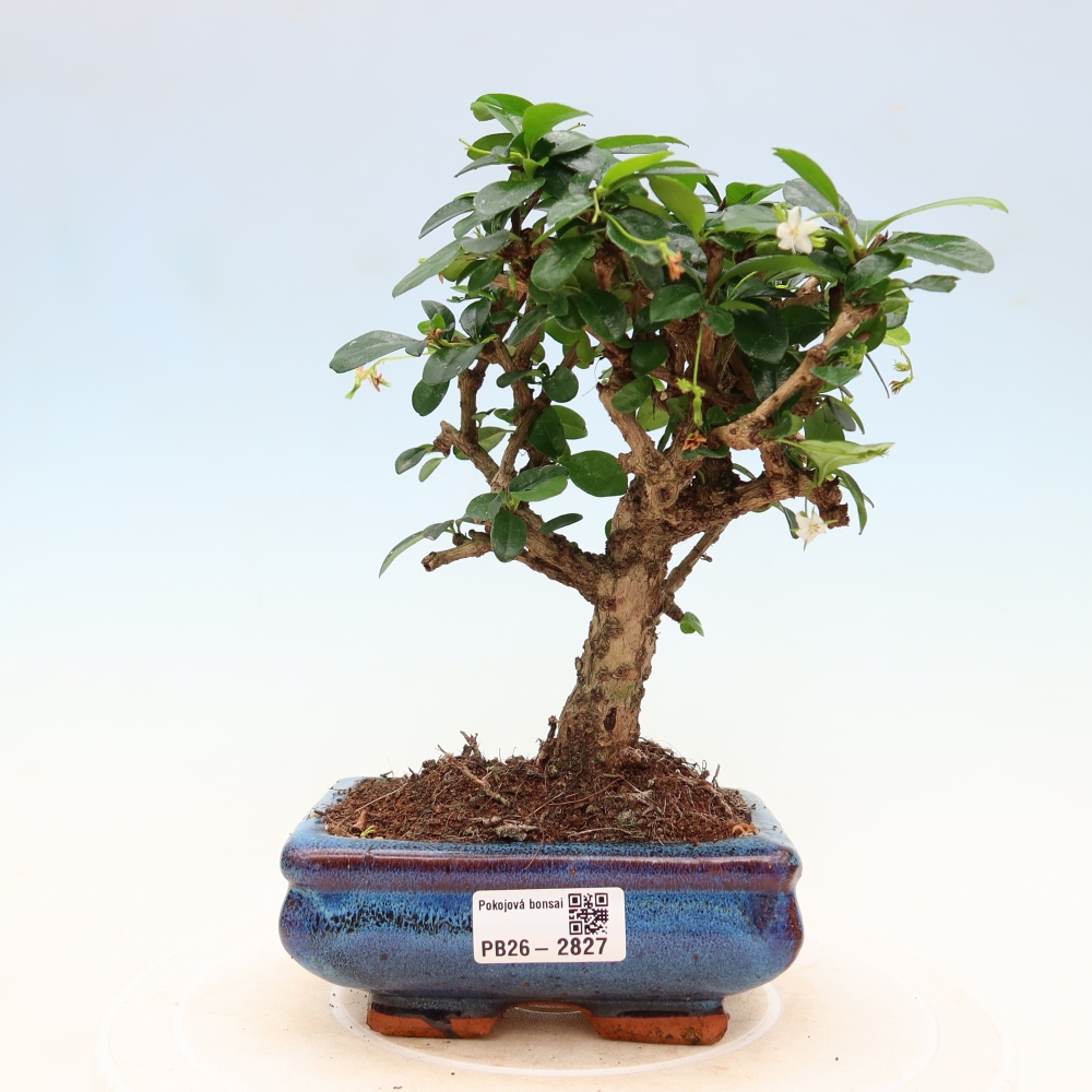 Pokojová bonsai - Carmona macrophylla - Čaj fuki
