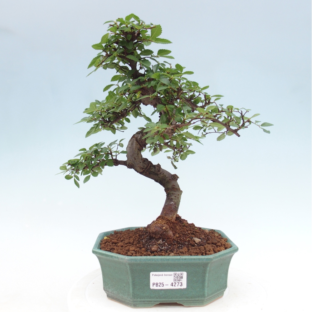 Pokojová bonsai - Ulmus parvifolia - Malolistý jilm