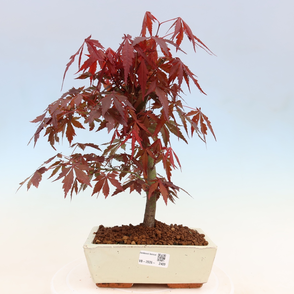 Venkovní bonsai - Acer palm. Atropurpureum-Javor dlanitolistý