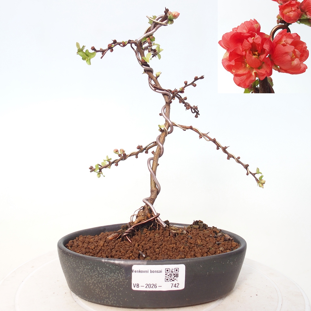 Venkovní bonsai - Chaneomeles s. Red Joy - Kdoulovec 