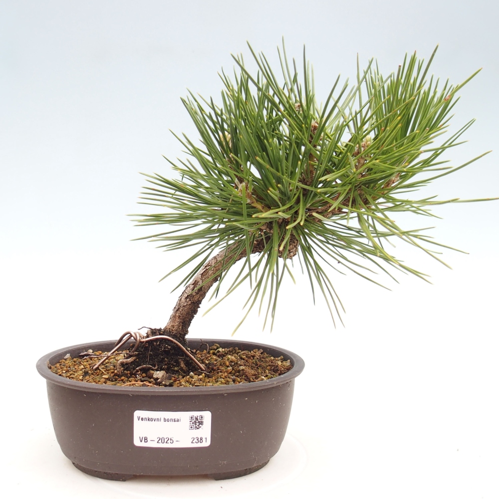 Venkovní bonsai - Pinus thunbergii - Borovice thunbergova
