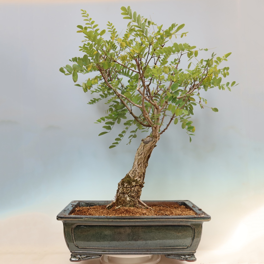 Venkovní bonsai - Trnovník  Akát - Robinia pseudoacacia