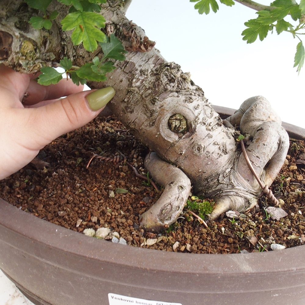 Venkovní bonsai - Hloh  - Crataegus laevigata Paula
