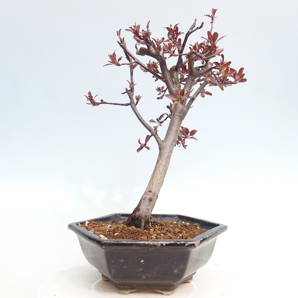 Venkovní bonsai -Malus domestica - Maloplodá jabloň červenolistá