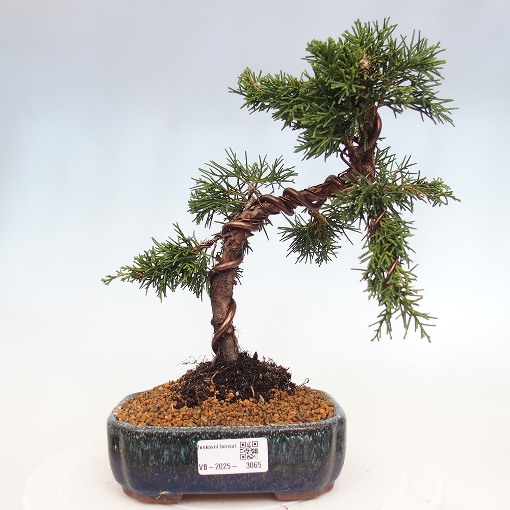 Venkovní bonsai - Juniperus chinensis Kishu -Jalovec čínský