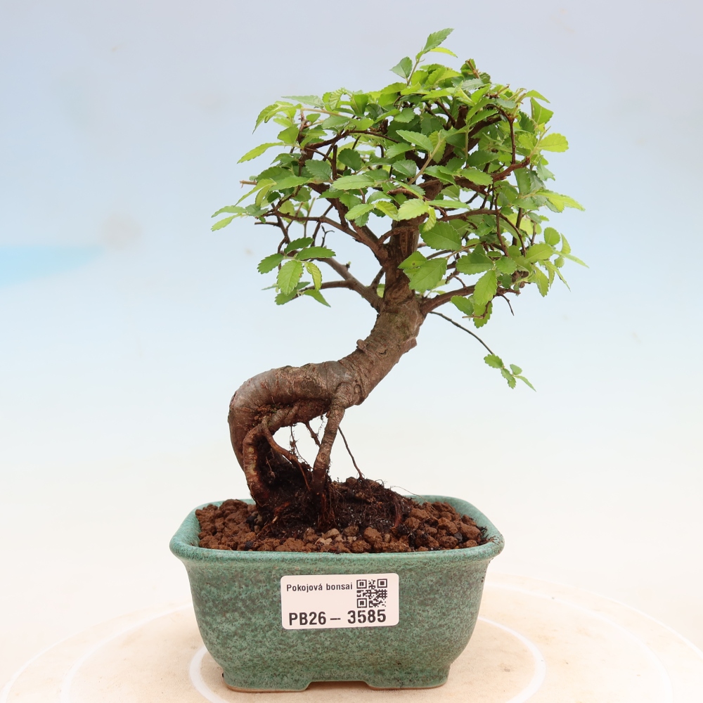Pokojová bonsai - Ulmus parvifolia - Malolistý jilm