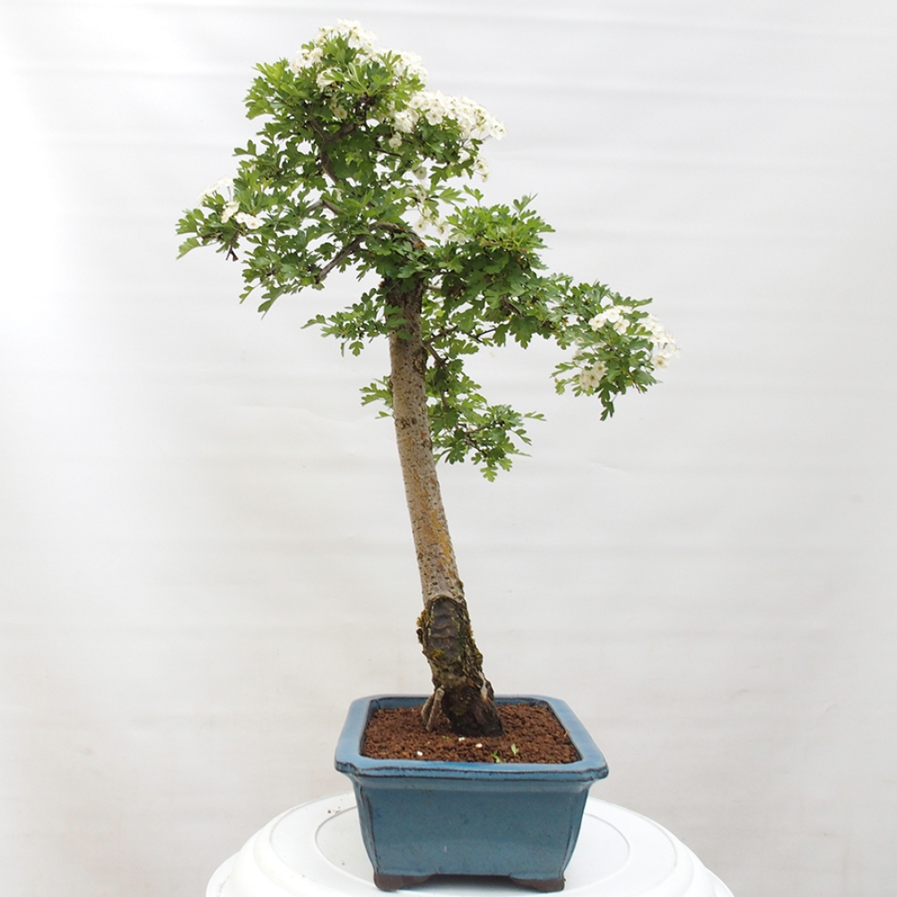 Venkovní bonsai - Hloh - Crataegus monogyna
