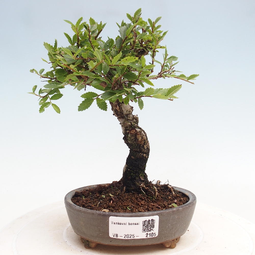 Venkovní bonsai - Zelkova - Zelkova NIRE